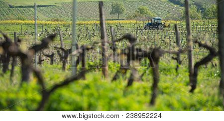 New Bug And Leaves Sprouting At The Beginning Of Spring On A Trellised Vine Growing In Bordeaux Vine
