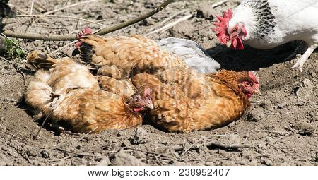Domestic Chickens Are Basking In The Sun In A Fovea That They Themselves Dug Up (gallus Gallus Domes