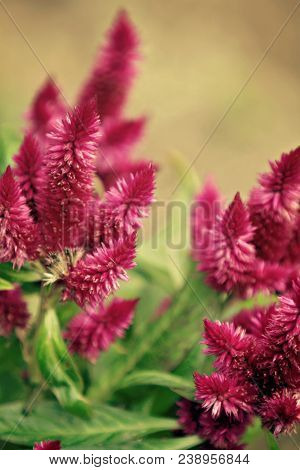 A Detail Of Beautiful Pink Celosia Flowers