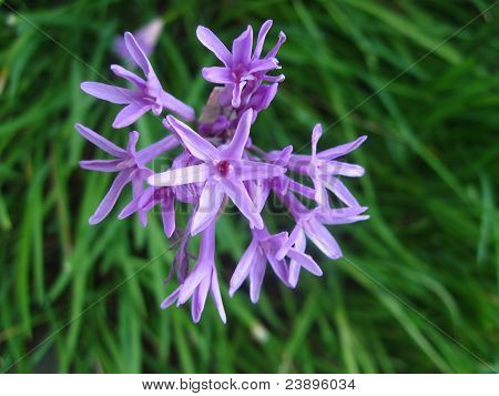Nile lily over græs