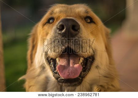 Spiky, The Mouth. Dog Member Of The Family