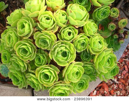 grøn have med saftige plante