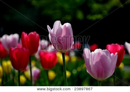 Bloemen
