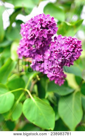 Lilac Branch Against The Background Of Green Leaves On A Sunny Day