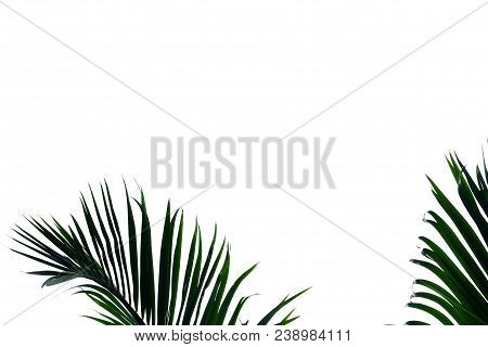 Coconut Tree Leaves On White Isolated Background For Green Foliage Pattern
