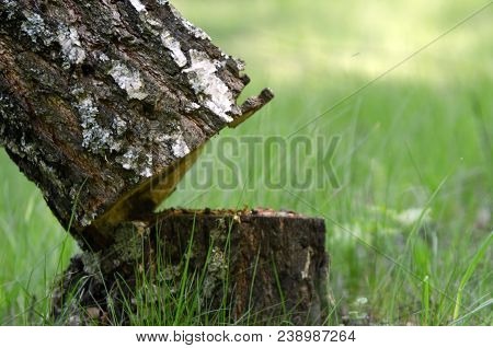 Deforestation Concept And When A Tree Falls In A Forest That Is Being Cut Down For Development As An