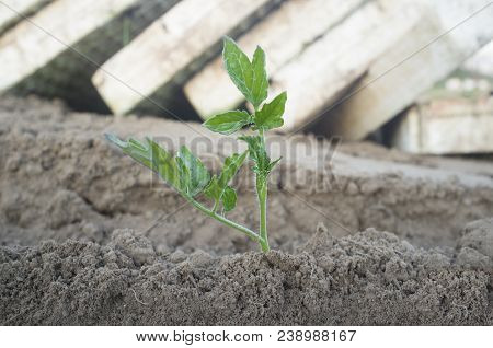 Tomato Seedling Recently Planted With Empty Polystyrene Trays As Background. Tomato Planting Process
