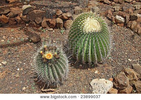 在一个花园中开花的仙人掌
