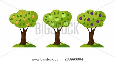 Set Of Vector Trees, Apple, Apricot, Plum. Flat Design. Eps10