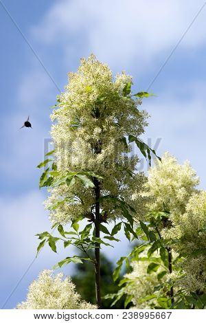 The Blooming Ash (fraxinus Ornus) In The Park.