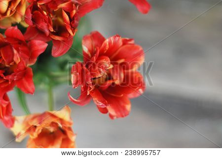 Spring Flowers. Bouquet Of Red Tulips On Brown Wooden Background. Mother's Day And Valentines Day Ba
