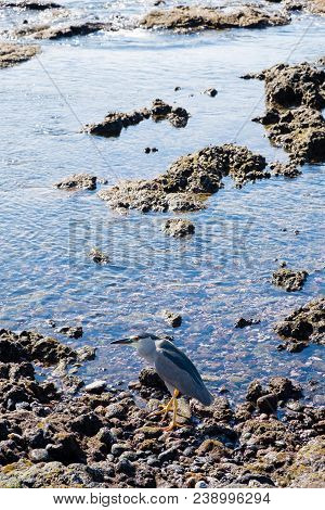 Waterfowl On The Edge Of Mauna Lani Bay Resting After Hunting For Food In The Water And Fiving For F