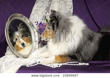 Sheltie perro mirando en un espejo