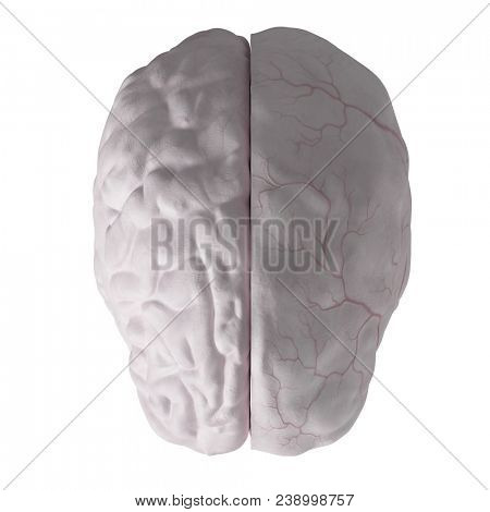 3d rendered, medically accurate illustration of the dura mater