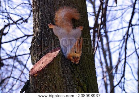 Red Squirrel On A Tree In A Sunny Spring Park Eating Out Of The Trough.