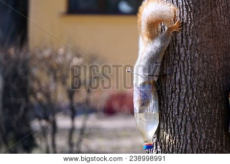 Red Squirrel On A Tree In A Sunny Spring Park Eating Out Of The Trough.