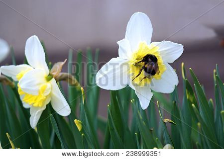 The First Spring Daffodils Flowers, Bumblebee Flew To The Flower.