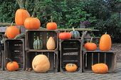 Pumpkin and gourd outdoor display