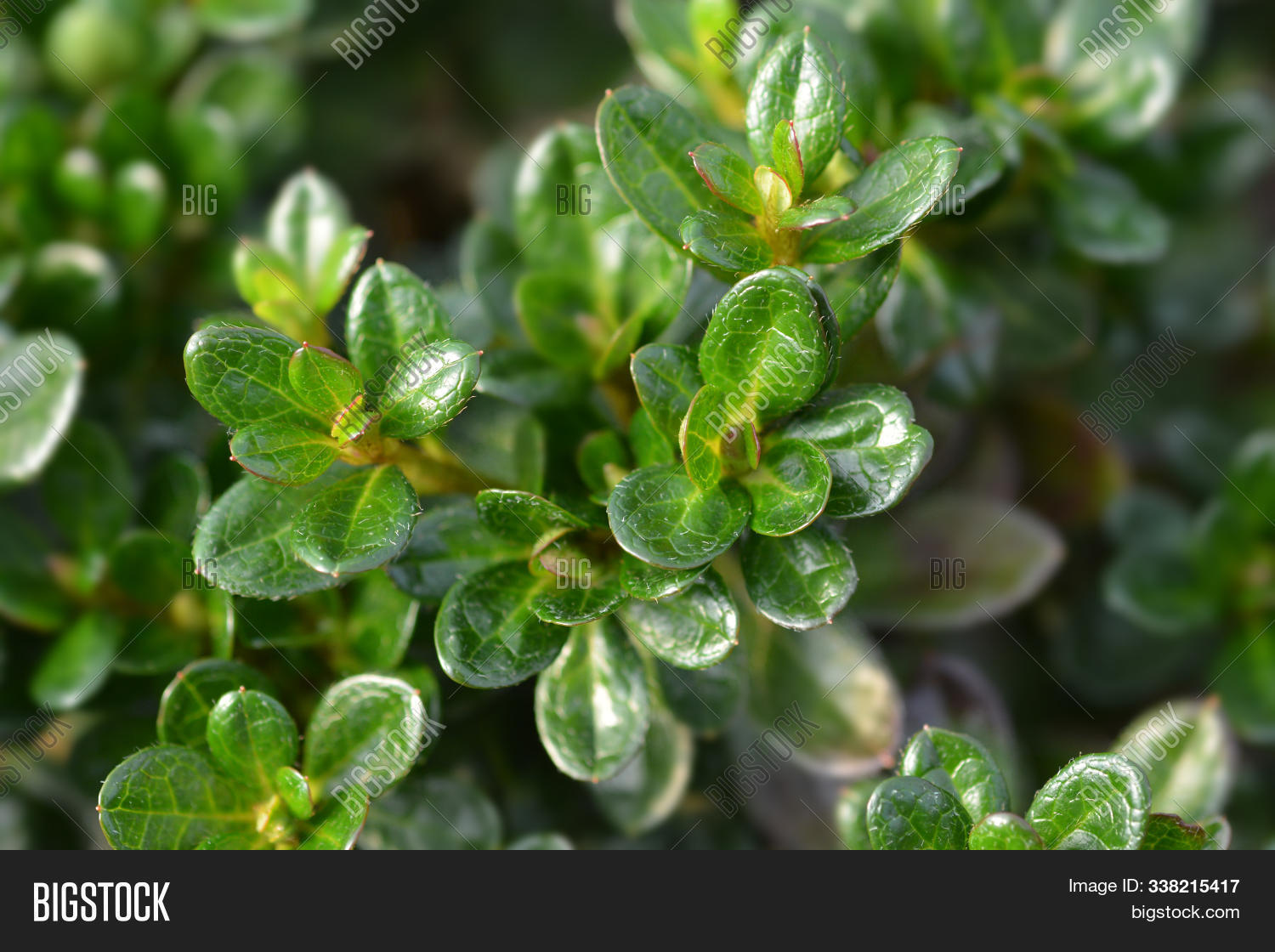Japanese Azalea Anouk Image & Photo (Free Trial) | Bigstock