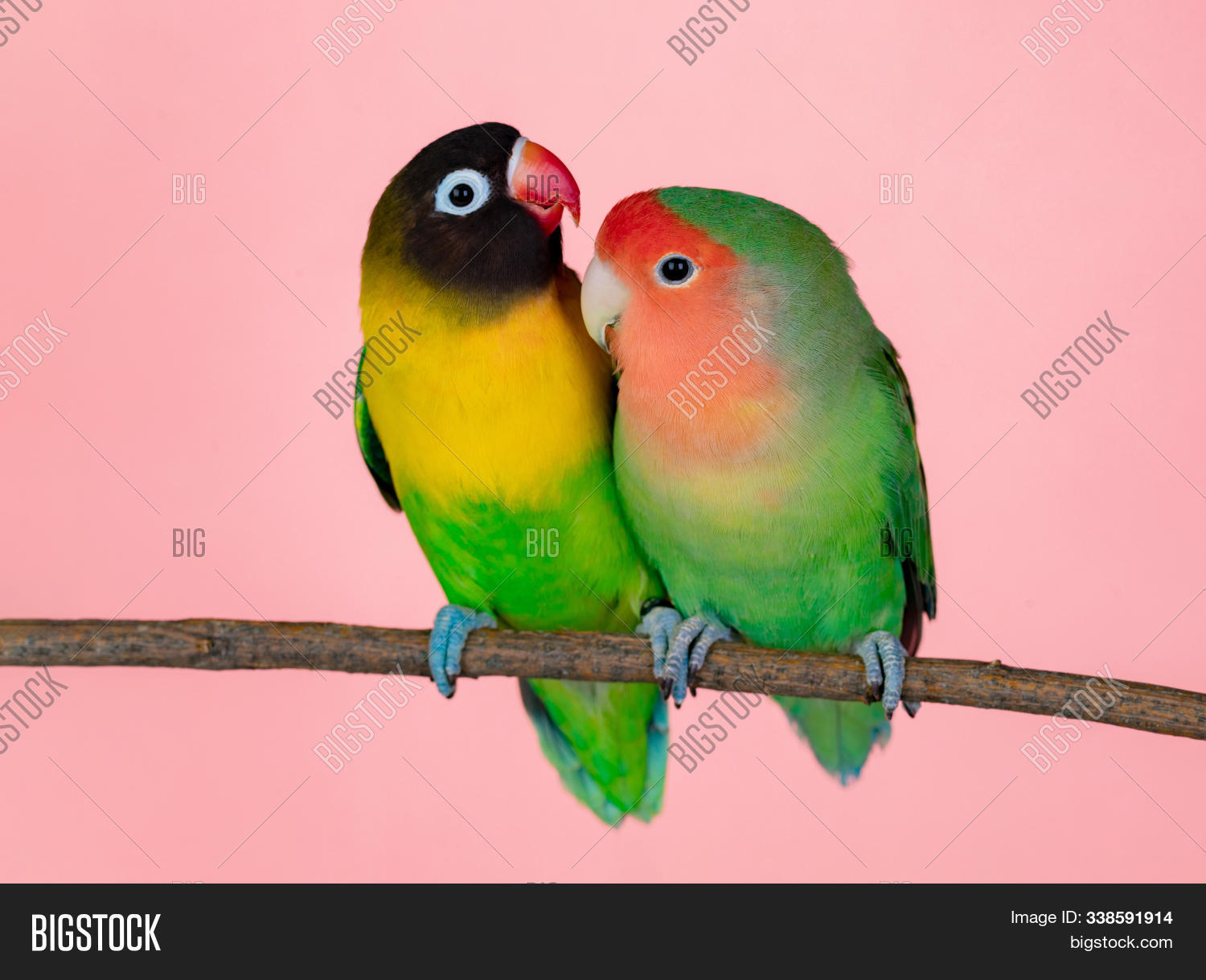Lovebirds On Branch Image & Photo (Free Trial) | Bigstock