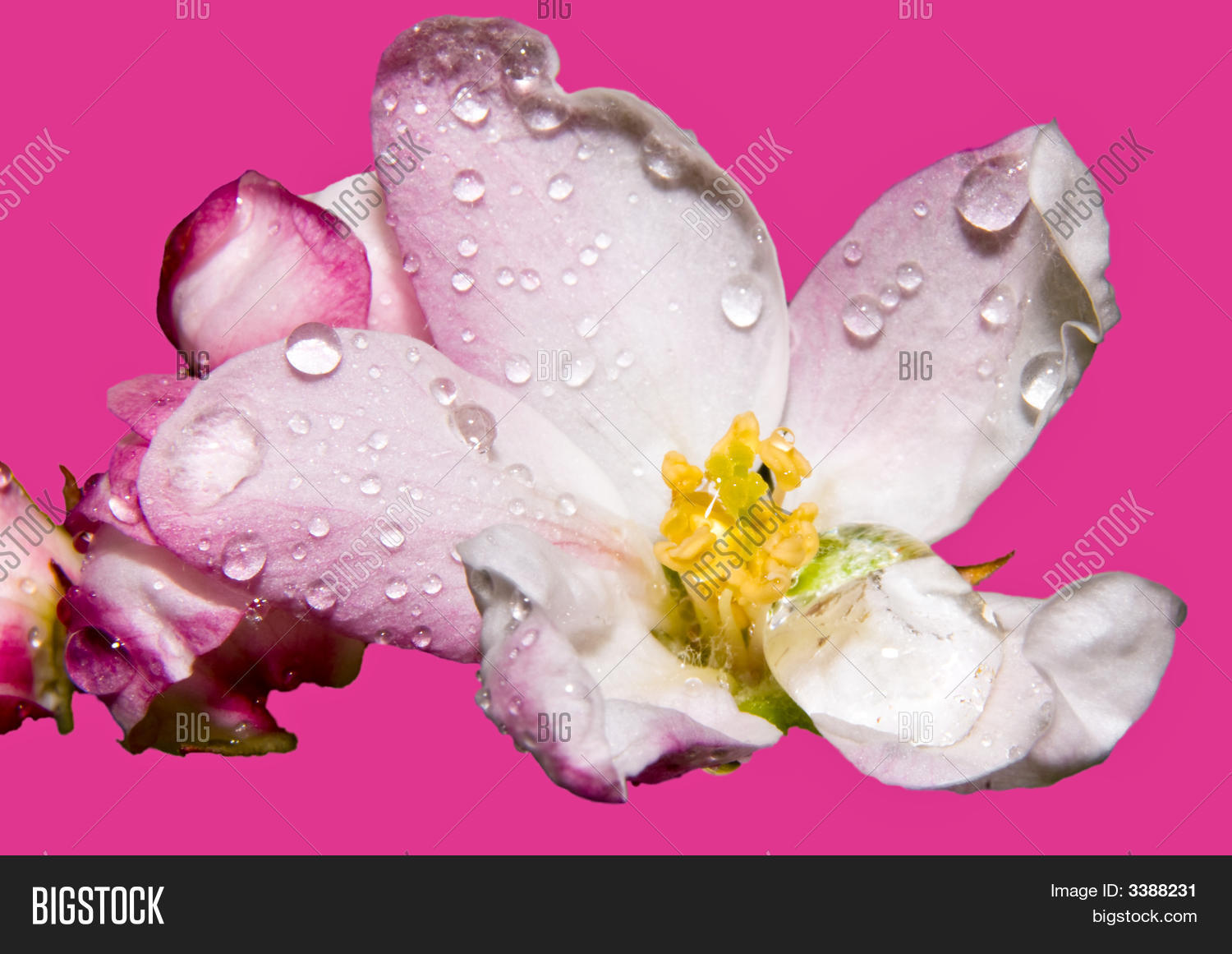 Image Preview