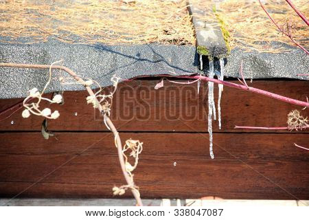 View Of The Roof, Covered With Roofing Material With Yellow Pine Needles And A Bunch Of Icicles.