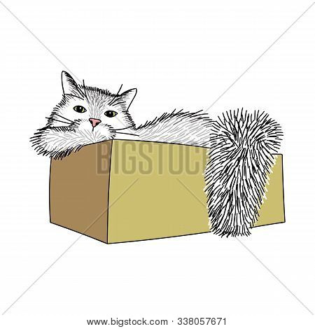 A Big Shaggy Cat Is Sitting In A Cardboard Box. The Cat Looks At Us With Cunning Yellow Eyes. He Has