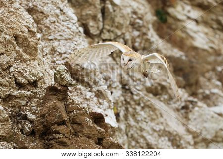 Barn Owl Is The Most Widespread Landbird Species In The World - Tyto Alba