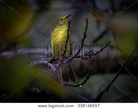 A Yellow Browed Bulbul Bird From The Sahyadri Mountain Range Of India