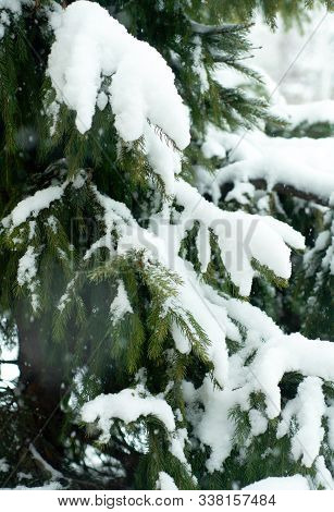 Branches Of Snow Green Fir Tree. Snow Lies On The Branches Of A Fir Tree. Snow Green Fir Tree. Chris