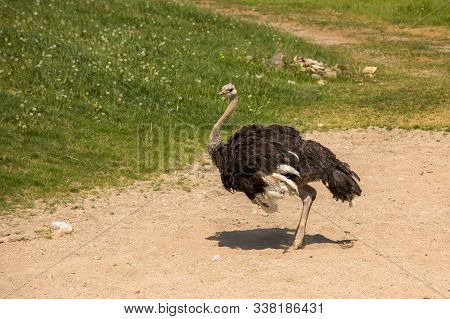 Ostrich, Struthio Camelus Getting Ready For A Sand Bath In The Sunny Weather