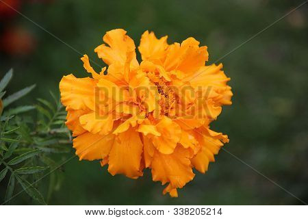 An Amazing Orange Flower In Summer Time Early Morning. Closeup Image.