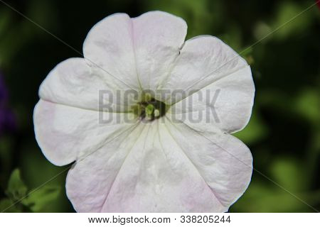 Beautiful Snow White Flower Close Up On Green Background