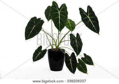 Alocasia Is A Genus Of Broad-leaved Rhizomatous Or Tuberous Perennials From The Family Araceae. Isol