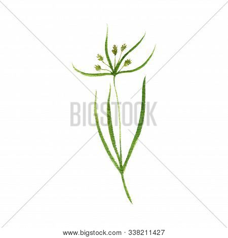 Watercolor Drawing Tigernut Plant, Cyperus Esculentus , Hand Drawn Illustration