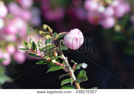 Prickly Heath Pale Pink Berries - Latin Name - Gaultheria Mucronata (pernettya Mucronata)