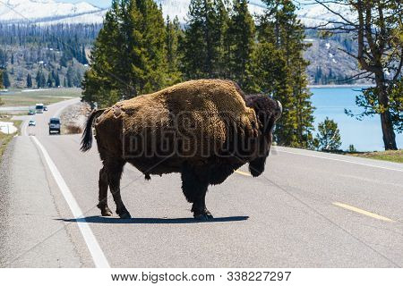 American Bison At Yellowstone Lake In The Yellowstone National Park, Wyoming