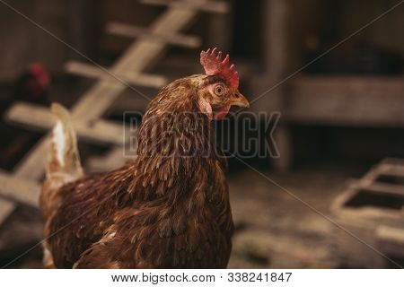 Close Up Portrait Of Hen (hampshire) In Free Breeding (free Range). Brown Hen Posing To Camera In Br