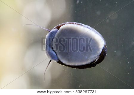 The Macro Of An Anthracite Limpet Neritina Pulligera In The Aquarium