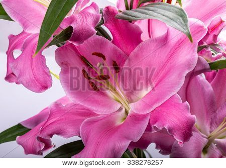 Close-up Of Pink Liles Flowers.  Common Names For Species In This Genus Include Fairy Lily Rainflowe