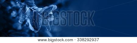 Beautiful Tinted Background With A Lush Branch After The Rain, Banner Format, Place For Text, Select