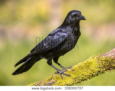 crow camera