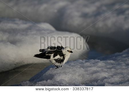 Male Snow Bunting Found On The Edge Of Snow While Fluttering Its Wings. Photo Taken Near Arviat, Nun