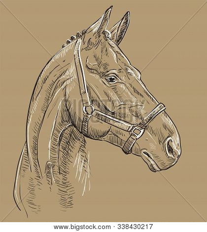 Horse Portrait With Bridle. Horse Head In Profile In Black And White Colors Isolated On Beige Backgr