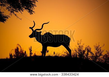 Kudu Bull Dark Silhouette At Sunset Time. African Antelope With Typical Twisted Horns