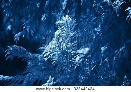Close Up Of Coniferales Trees. Toned In Blue Color.
