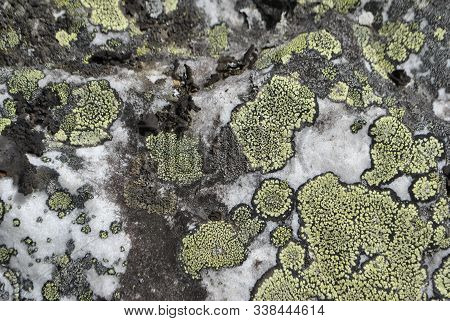 Close-up Of The Stone. The Stone Is Covered With Moss.
