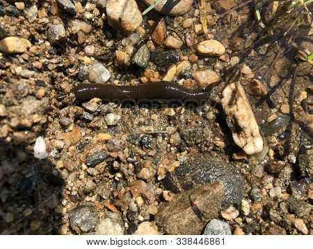 Horse Leech - Haemopis Sanguisuga