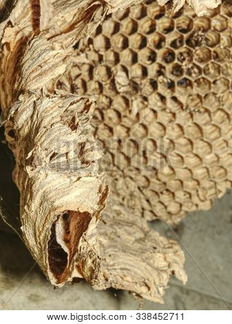 Vespiary. Wasps Polist In Garden House. Multi Generation Wasps Nest.
