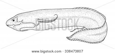 Protopterus Fish. Black Drawing Outline Vector Image.